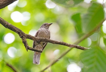 Pesquisadores buscam descobrir qual o som da Amazônia