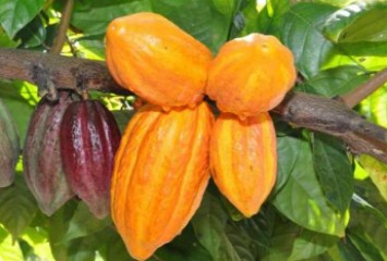 Fundação Renova repassará R$ 1,5 milhão para projeto agroflorestal no ES