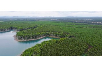 Itaú Unibanco, Marfrig, Rabobank, Santander, Suzano e Vale se unem para restaurar, conservar e preservar 4 milhões de hectares de florestas nativas no Brasil