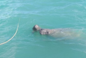 Nasce primeiro filhote de peixe-boi-marinho reintroduzido na Paraíba