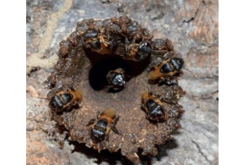 Biofábrica de abelhas indígenas é alternativa de conservação e geração de renda na Floresta Amazônica