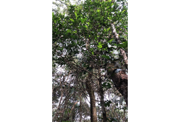 Árvores raras e ameaçadas de extinção estão sendo registradas em Brumadinho (MG) pela primeira vez