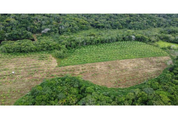 Cacau em sistemas sustentáveis faz parte de modelo de recuperação de florestas e impulsiona o setor no Brasil