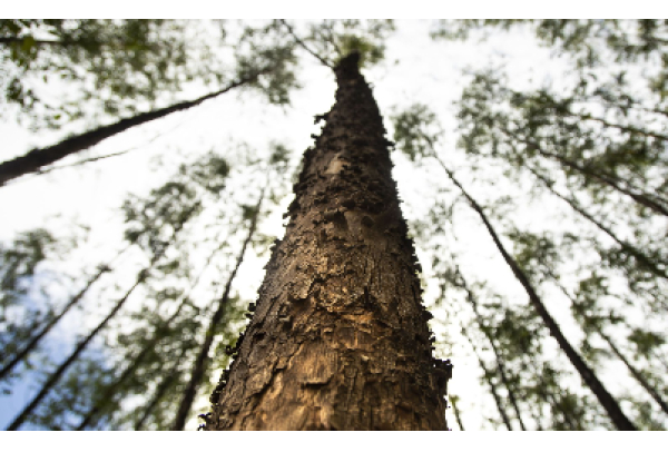 Bússola Conecta transforma oportunidade em emprego no norte do ES