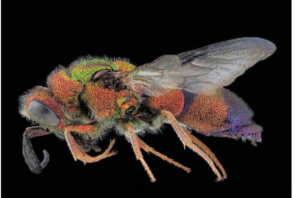 ExpoVespa: Parque Botânico Vale recebe exposição que mescla arte e ciência