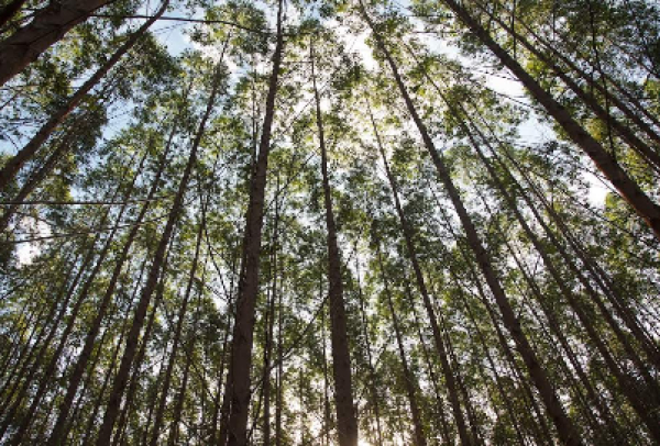 Projetos socioambientais desenvolvidos pela Suzano devem beneficiar mais de 2,3 mil pessoas no Estado de São Paulo