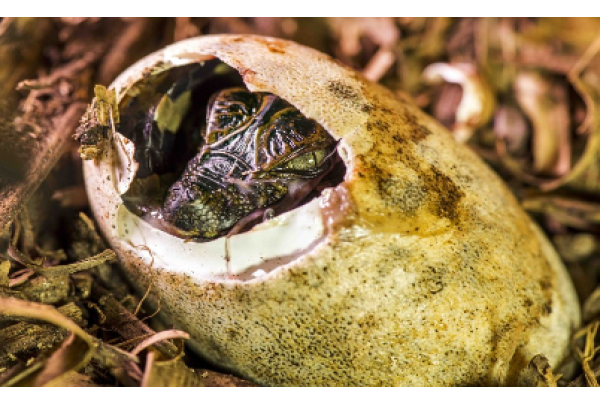 Projeto de repovoamento de jacarés no ES avança em 2026 com monitoramento científico e educação Ambiental