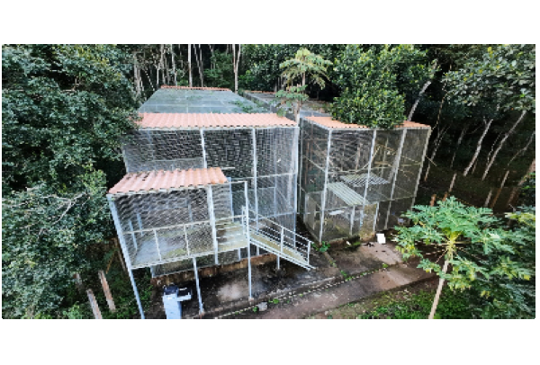 Parceria entre Samarco e UFV gera dados inéditos para conservação de 22 espécies ameaçadas na Bacia do Rio Doce