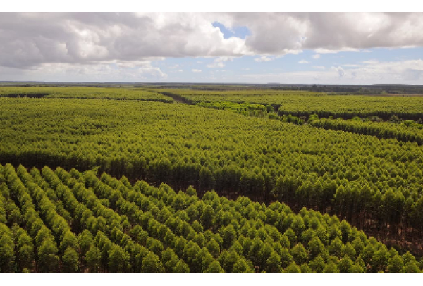 Simuladores reproduzem operações reais e aprimoram formação de profissionais da colheita florestal