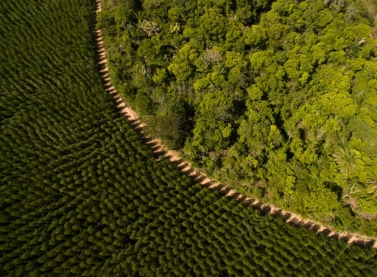 Engenharia Florestal a serviço da produtividade e da sustentabilidade na Suzano