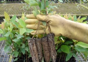 Fibria aprimora transporte de mudas de eucalipto para o campo