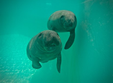 Projeto de Monitoramento de Praias reforça atuação para início da temporada de peixes-bois no Nordeste