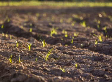 Convite: Workshop de Restauração Florestal  do Vale do Rio Doce