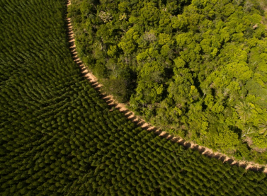 Suzano alcança 975 mil hectares de áreas destinadas à conservação