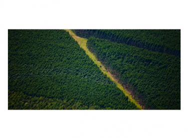Suzano apoia a formação do Fórum Florestal da Amazônia