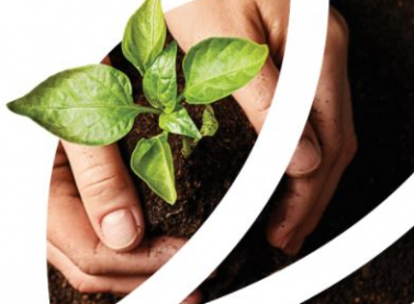 Suzano é a empresa brasileira que mais cresce em valor da marca em ranking da Brand Finance