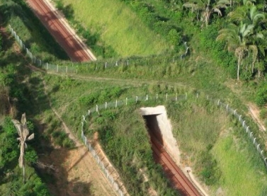 Passagens exclusivas para animais do Ramal Ferroviário S11D beneficiam fauna na Floresta Amazônica