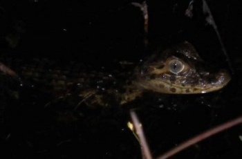 Área conservada pela Fibria abriga diversas espécies de répteis e anfíbios