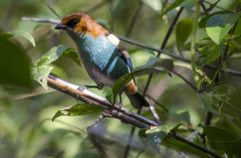 Ave rara saíra-sapucaia é encontrada em área da Fibria