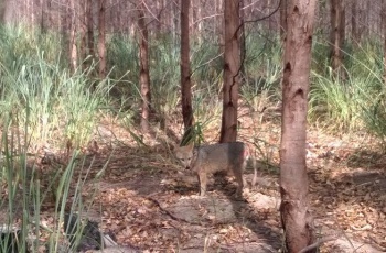 Cachorro-do-mato é registrado em plantio de eucalipto da Fibria