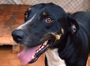 Mariana terá campanha de adoção de cães e gatos neste sábado (2)