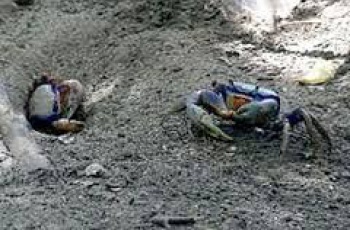 Catadores de caranguejo vão ganhar nova sede no município de Serra