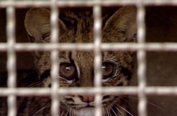 Cereias, há 20 anos reabilitando e devolvendo animais à natureza