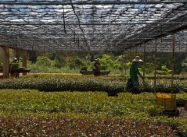 Fibria reduz o consumo de água no viveiro de mudas em Capão Bonito (SP)