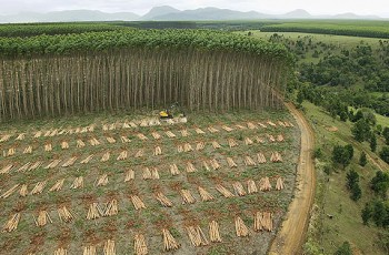 Fibria assina declaração sobre certificação e reitera compromisso com manejo sustentável de florestas