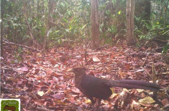 Fibria e Instituto Marcos Daniel registram ave rara em Reserva localizada em Linhares