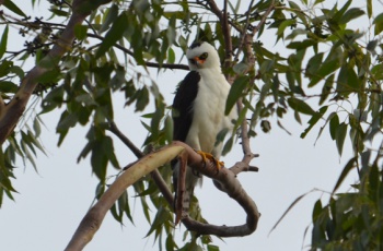 Gavião-pato: ave rara avistada em plantio de eucalipto da Fibria no Espírito Santo