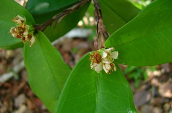 Novas espécies botânicas de Mata Atlântica são oficialmente descritas para a Ciência