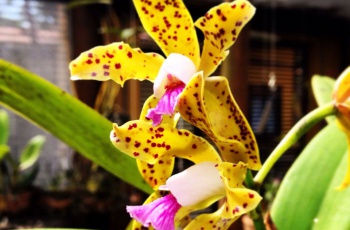 Parque Botânico Vale recebe exposição estadual de orquídeas