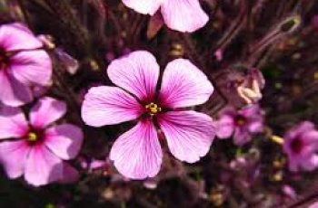 Parque Botânico Vale traz programação especial em setembro para celebrar a chegada da Primavera