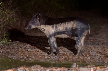 Pró-Tapir conta com novo sistema de monitoramento das antas e desenvolve pesquisa inédita