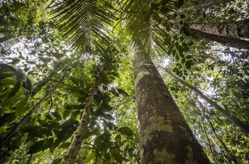 Programa da Fibria enriquece Mata Atlântica com mais de 6,7 milhões de árvores