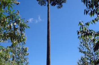 Programa de Restauração Florestal da Fibria é destaque em evento nacional