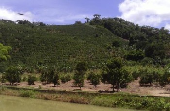 Projeto ambiental vai restaurar e reflorestar região na Área de Preservação Permanente em Alto Paraju