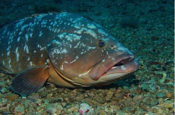 Projeto Garoupa protege espécie globalmente ameaçada de extinção