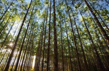 Representantes da The Nature Conservancy (TNC) conhecem experimento florestal realizado na Fibria