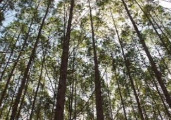 Suzano anuncia compra de empresas com operações nos estados de SP, MS, BA e ES