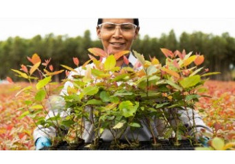 Suzano lança venture capital com US$ 70 milhões em recursos para impulsionar startups