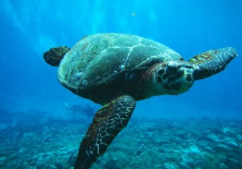 Regência (ES) recebe grupos de comunicação de Mariana, alto e baixo rio Doce no Programa Vimver