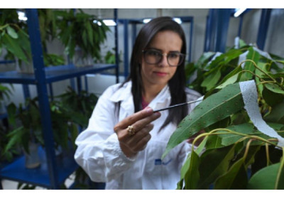 Gerdau inova com Inteligência Artificial para proteger suas florestas de eucalipto em Minas Gerais