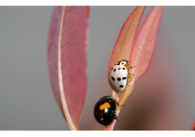 Suzano utiliza exército de joaninhas no combate a pragas