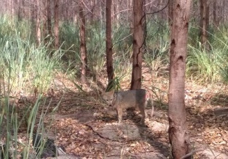 Cachorro-do-mato é registrado em plantio de eucalipto da Fibria