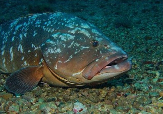 Projeto Garoupa protege espécie globalmente ameaçada de extinção