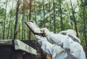 Apoiado pela Suzano, Programa Colmeias dobra produção e número de beneficiados pela iniciativa em 2021