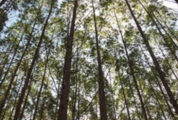 Suzano anuncia compra de empresas com operações nos estados de SP, MS, BA e ES