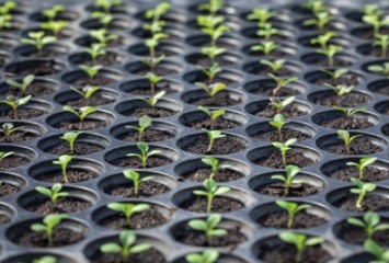 Samarco irá produzir mais de 60 mil mudas em viveiro